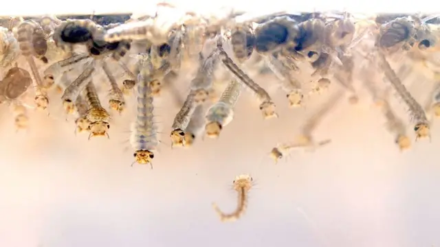 ஜெய்பூரில் ஸீக்கா தொற்று