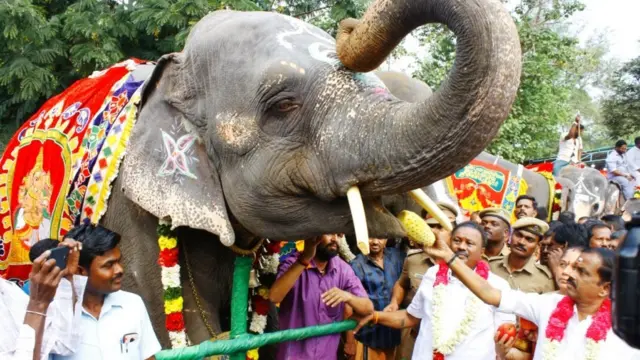 யானைகள்