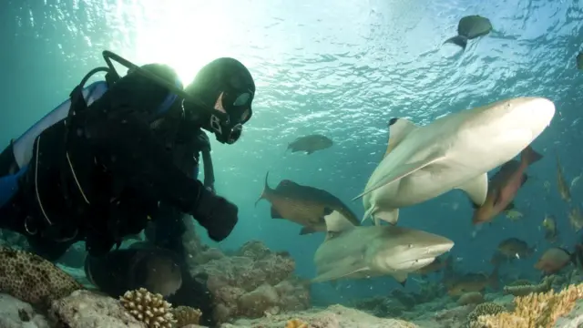 Купание там, где много рыбьих стай, может быть рискованным - акулу привлекает движение рыб, и она может принять вас за рыбу