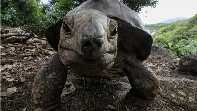 Terdapat 50 kura-kura raksasa Aldabra di Pulau Moyenne