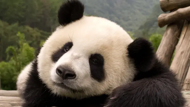 Oso panda