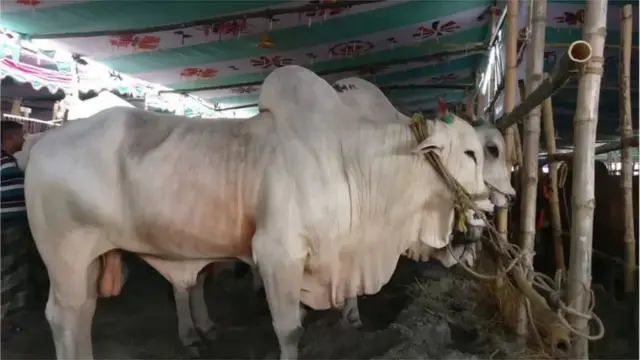 কোরবানির ঈদ ছাড়া বছরের অন্য সময়ের জন্য গরু পালনে আগ্রহ কম দেশের কৃষক ও খামারিদের।