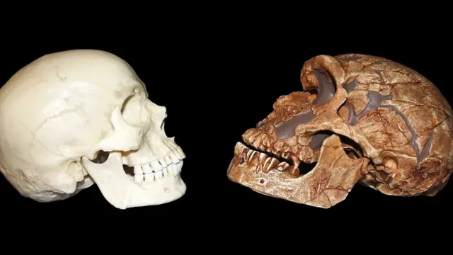 நியாண்டர்தால் உலகம்