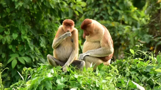 Populasi bekantan bergantung pada hutan mangrove di Teluk Balikpapan.