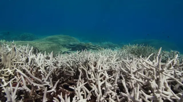 Обесцвеченный участок кораллового рифа