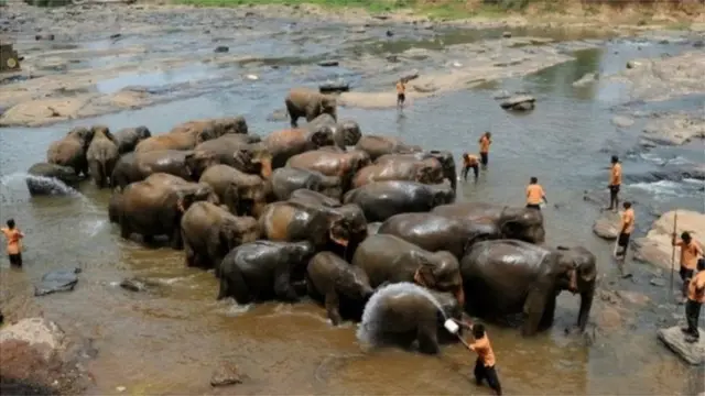 පින්නවල අලි අනාථාගාරය