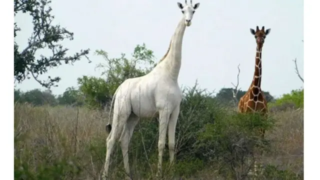 زرافه کمیاب سفید در کنیا