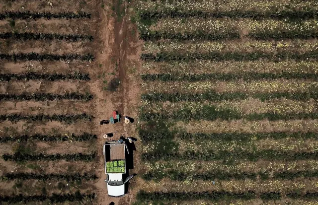 नोपल कैक्टस