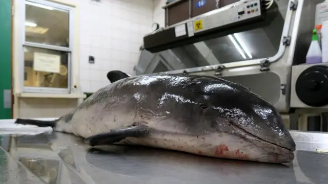 Тело морской свиньи перед вскрытием