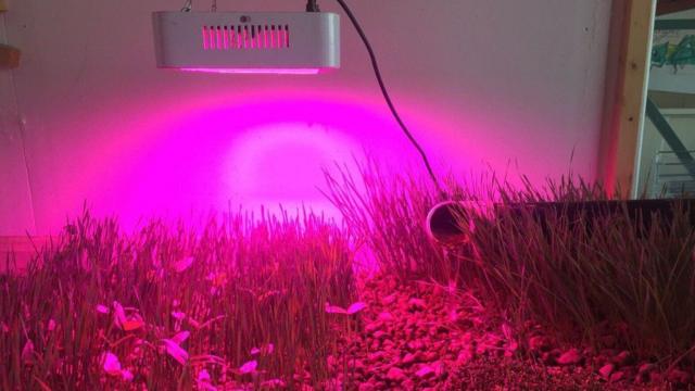 Cultivobet mais 365 como funcionainsetos na Califórnia