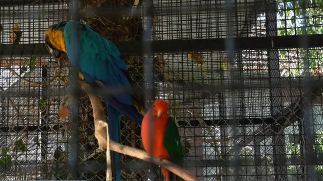 papagaji, ppagaj, are