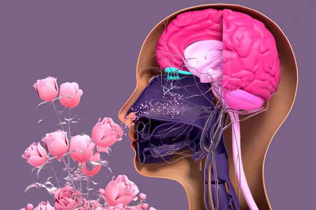 Imagen de cómo funciona el sistema olfativo