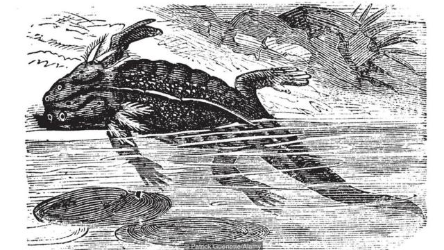 Ilustração de axolote