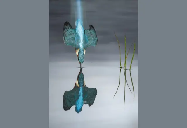 طائر الرفراف