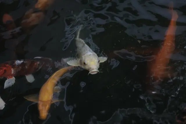 ปลาคาร์พ