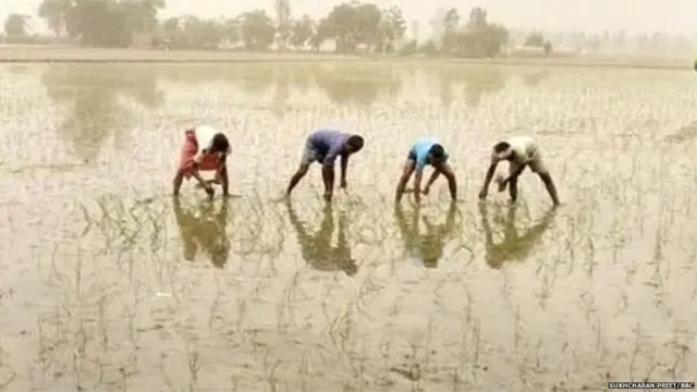 ਬਾਸਮਤੀ ਲਈ ਪੰਜਾਬ ਅਤੇ ਮੱਧ-ਪ੍ਰਦੇਸ਼ ਵਿਚਾਲੇ ਖਿੱਚੋਤਾਣ ਕਿਉਂ