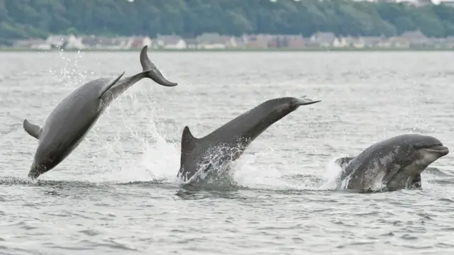 Деякі дельфіни вбивають своїх суперників