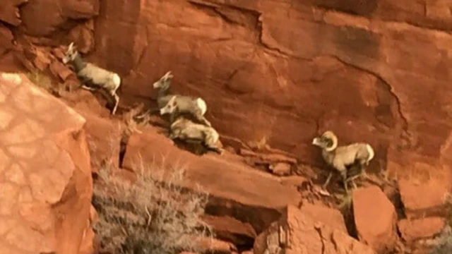 Ovelhas comuns no Sulbet nacional da bônusUtah