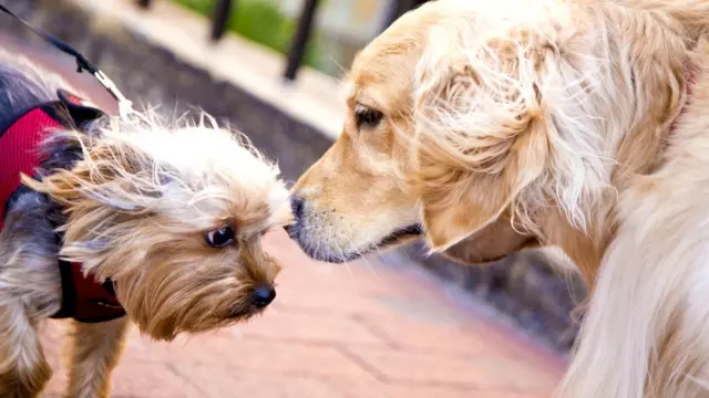 Маленькие и нервные. Но тоже хотят дружбы
