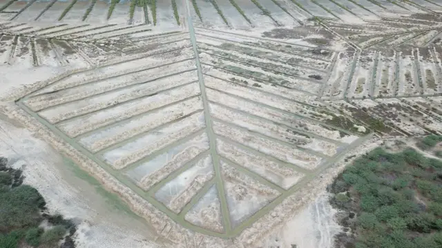 அலையாத்தி காடுகள்