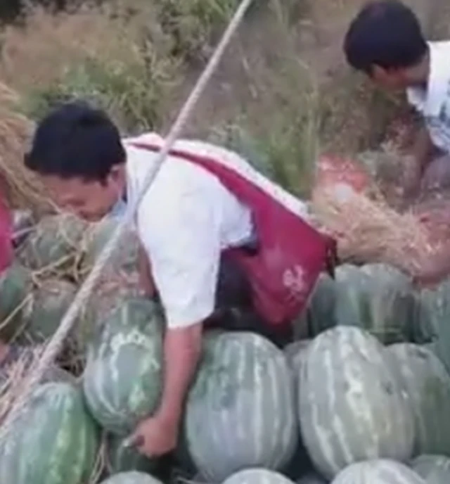 ဖရဲသီးတွေ လမ်းဘေးကိုပစ်နေကြ