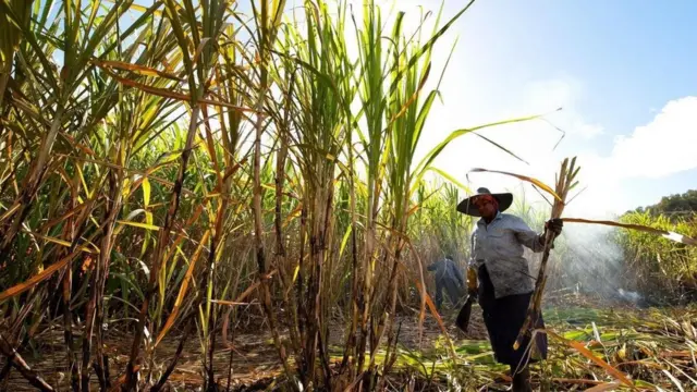 शाकाहारी