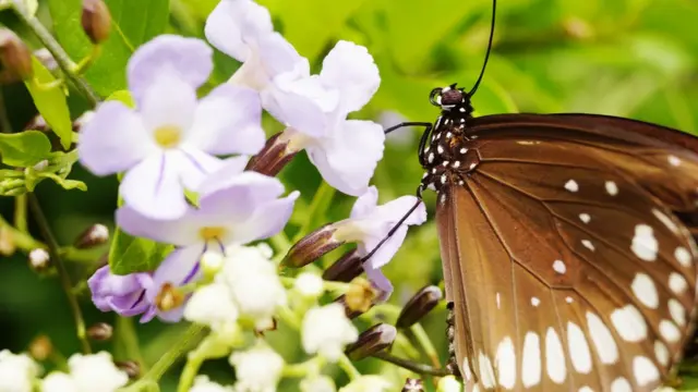 பட்டாம்பூச்சி