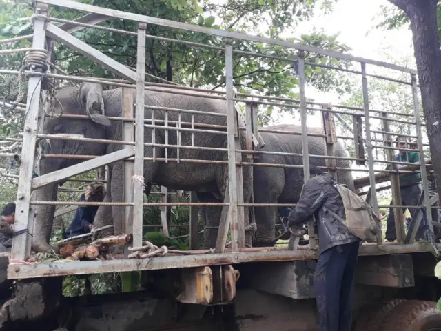 မနက် ၈ နာရီလောက်မှာ မေ့ဆေးသေနတ်နဲ့ပစ်ဖမ်း။