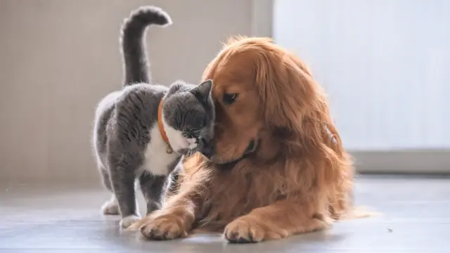 cão e gato