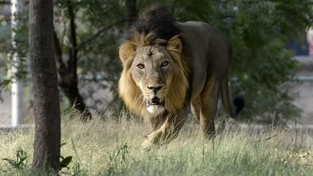 யோகியால் வந்த சோதனை