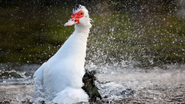 Um pato rodeado por pingos d'água