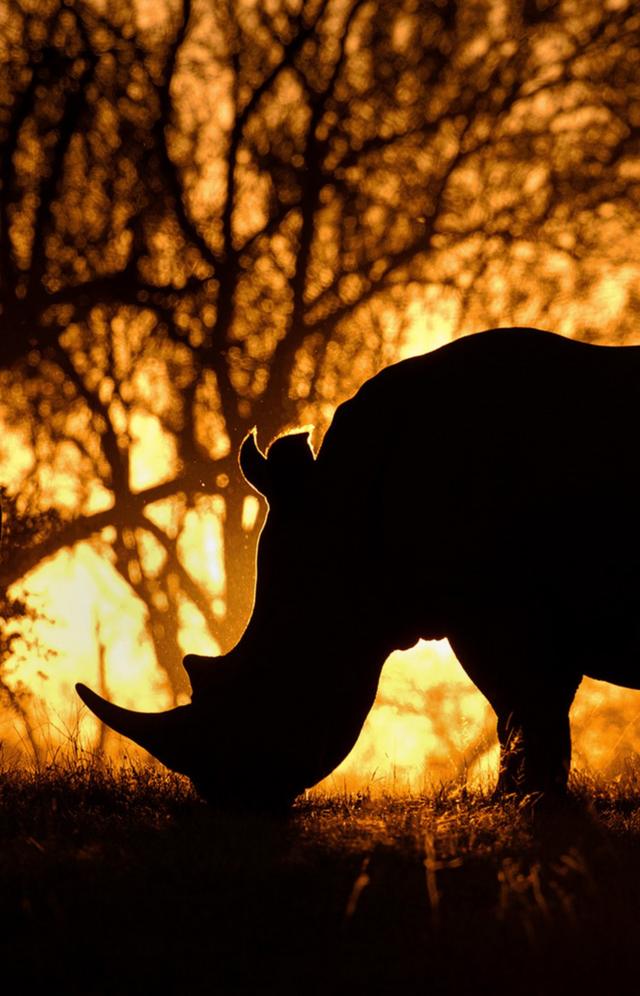 Silhouette photo of a rhino