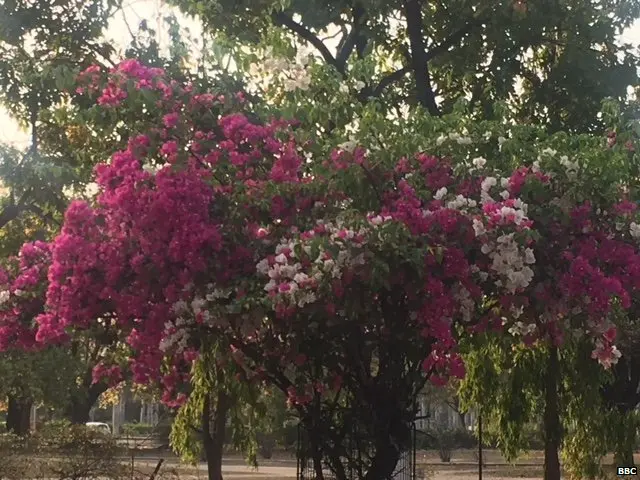 ਬੋਗਨਬਿਲੀਆ