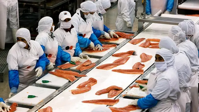 Planta de procesamiento de salmón en Chile