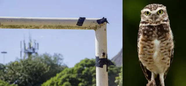 Угол футбольных ворот и сова