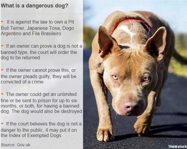 BBC News  In pictures: Dangerous dogs, Fila Brasileiro