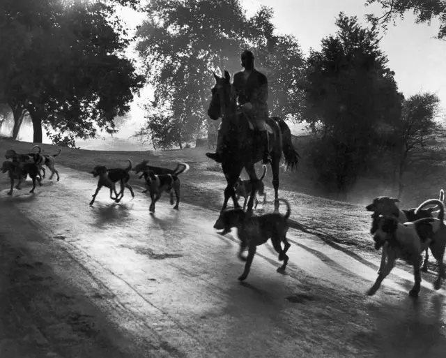 लोमड़ी का शिकार