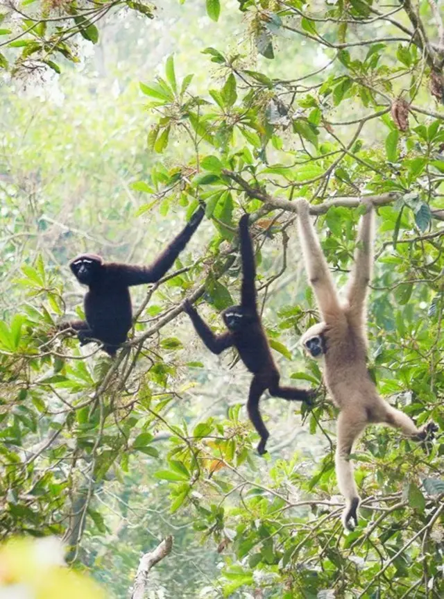 খাবারের জন্যও বিভিন্ন গাছের ফলমূল, ফুল, কচি পাতা খেয়ে থাকে। এছাড়া পাখির ডিম ও ছোট আকারের পোকামাকড়ও খেয়ে থাকে।