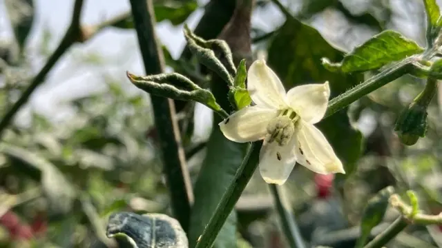 మిరప పూలను పీల్చేస్తున్న తామర పురుగు