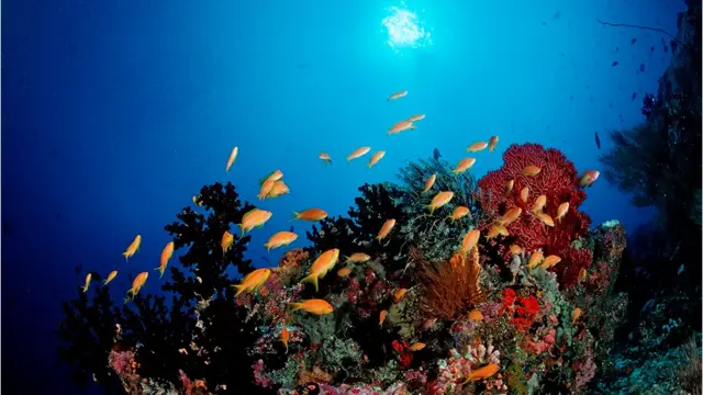 కృత్రిమ ద్వీప నిర్మాణంతో పగడపు దిబ్బలకు నష్టమేర్పడుతుందని చెబుతున్నారు