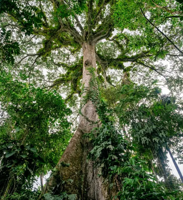 Árvore na Amazônia