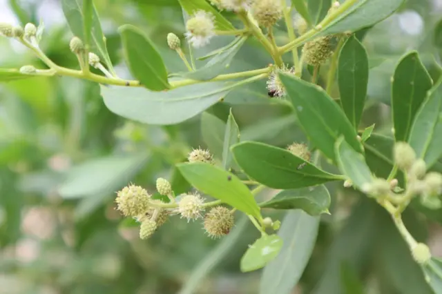 கோனோகார்பஸ் மரம்