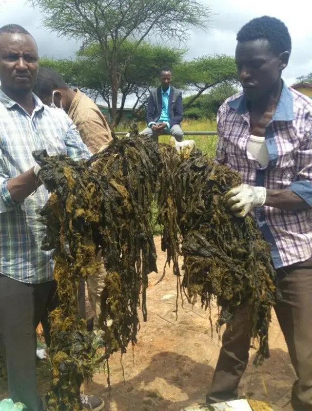 Waajjira fayyaa beeyladaa aanaa Dhaas