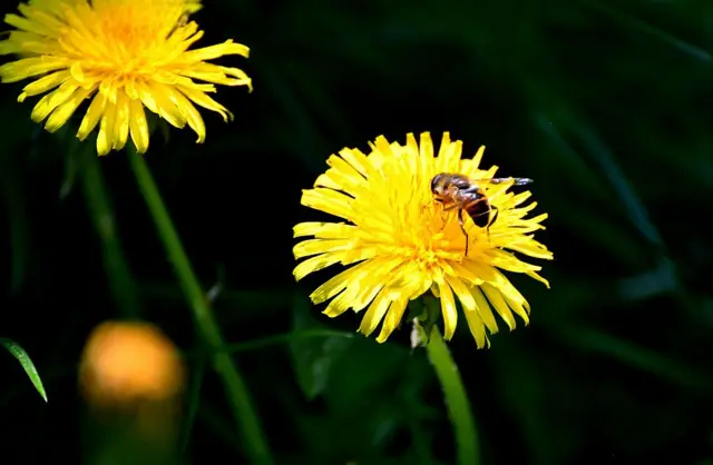 Жовті квіти