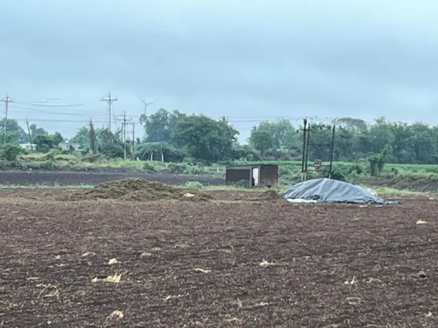 ચોમાસું, મગફળી, વરસાદ, વરસાદથી નુકસાન, ખેતી, કપાસ, બીબીસી ગુજરાતી, સૌરાષ્ટ્ર