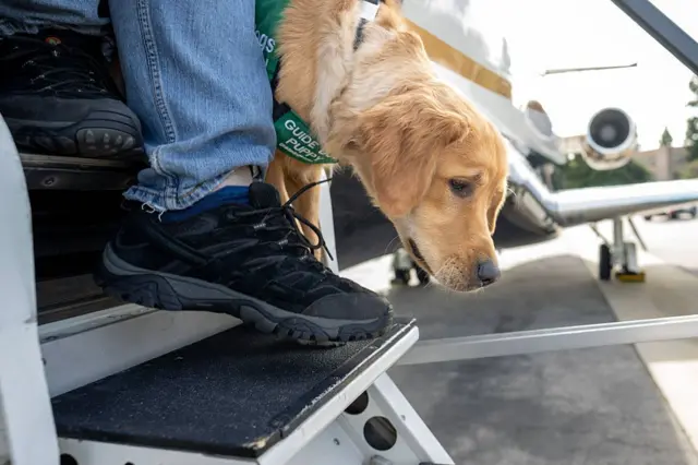 Un perro guía, junto a los pies de la persona a la que está ayudando a bajar las escalerillas del avión.