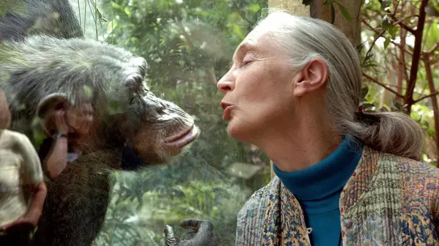Jane Goodall, światowy ekspert w dziedzinie szympansów, rozmawia z szympansicą Naną, 6 czerwca 2004 r. w zoo w Magdeburgu