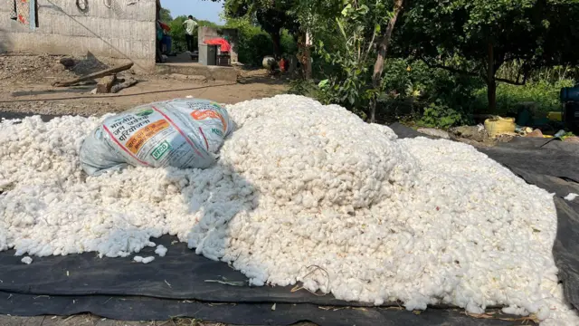भाववाढीच्या अपेक्षेनं अनेक शेतकऱ्यांनी कापूस साठवून ठेवला आहे.