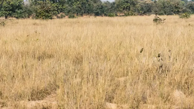 प्रातिनिधिक फोटो