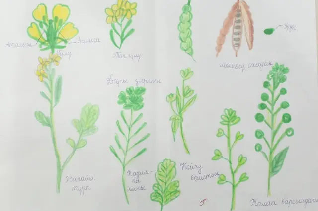 Мадина тарткан сүрөт